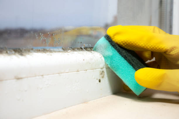 Trusted Mount Ida, AR Mold Remediation Experts